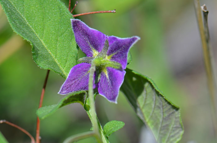 Fendler's Horsenettle is a native perennial that grows up to about 6 inches or so. The sepals or calyx on this species does not enlarge with the fruit as some other species. Solanum fendleri